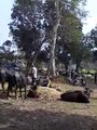 Animals - cows chilling out!