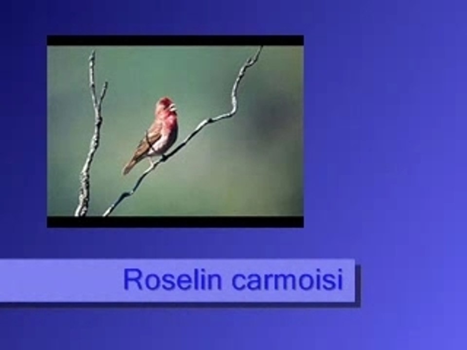 Roselin carmoisi