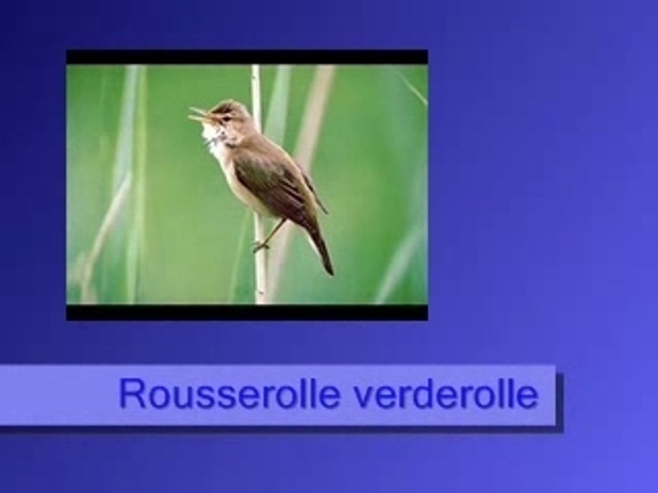 Rousserolle verderolle
