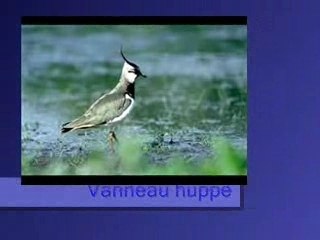 Vanneau huppé