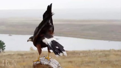 মাথা কেটে ফেলার পরও বেচে থাকে যে সব প্রানী _ Animals That Live forever