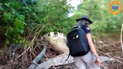 Une mystérieuse baleine à bosse retrouvée échouée au cœur de la forêt amazonienne !