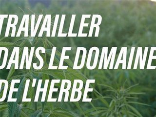 Quand marijuana et travail font bon ménage