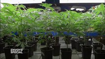 Cannabis thérapeutique : une plante à fort potentiel qu’on n’utilise pas encore en France
