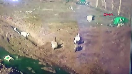 Kütahya Dağdan İnen Tilki Tavukları Telef Etti