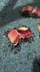 PEPAYA BUAT MINUM ULAT JERMAN