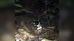 Terrifying Video Shows Giant Tarantula Dragging Away Opposum to Eat