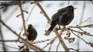 Nature sounds, Blackbirds foraging in garden