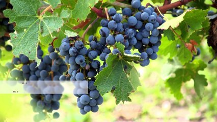 Vie de Château - Cave de Gan Jurançon