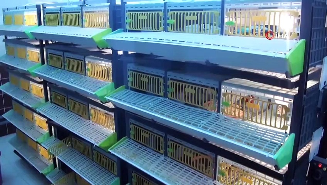 Kınalı Keklikler Doğanın Korunmasına Yardımcı Oluyor