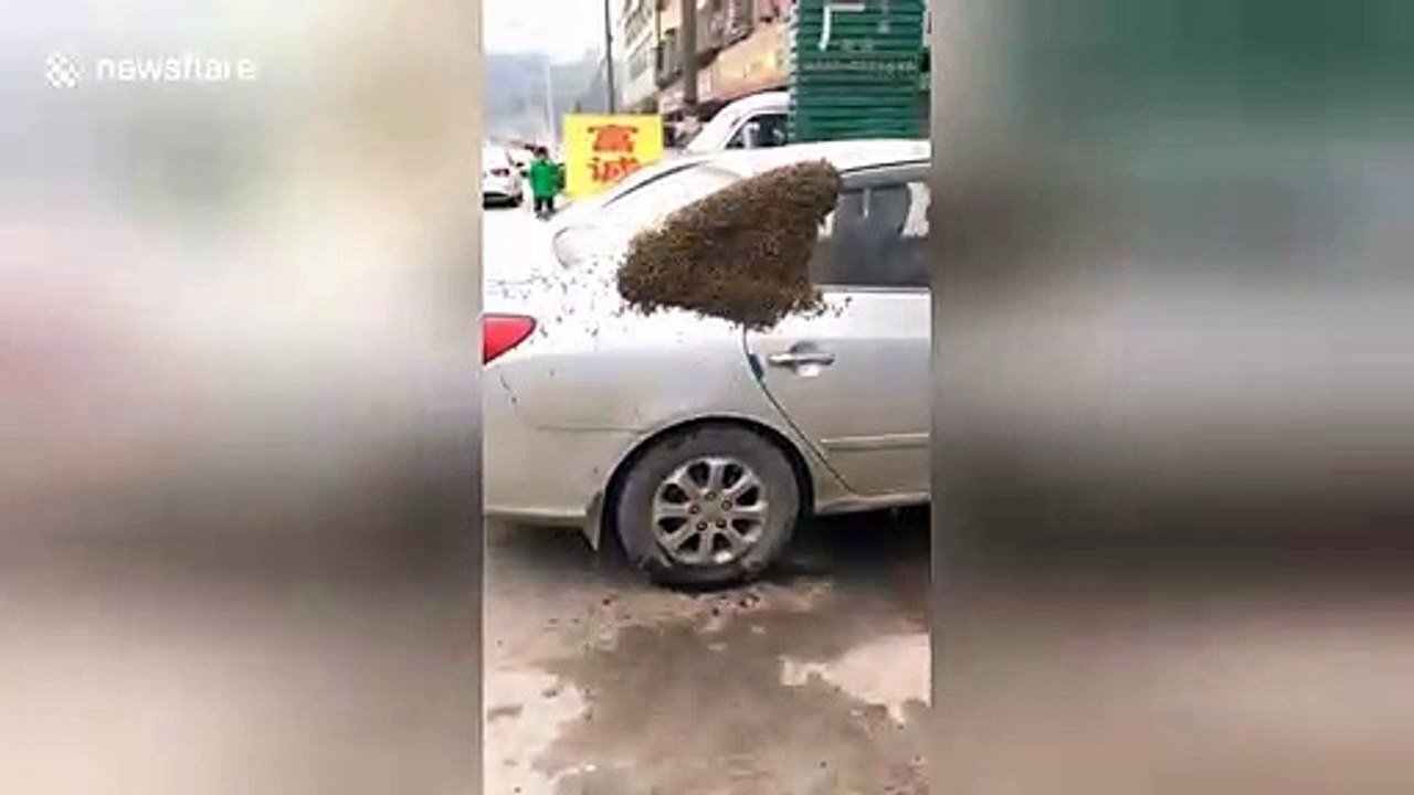 Tens of thousands of bees swarm over car in China’s Sichuan