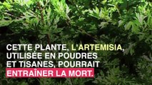 Artémisia : cette plante qui peut être mortelle