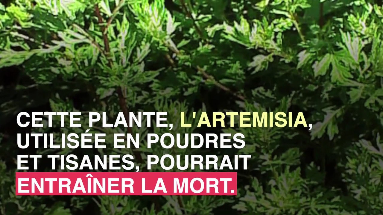Artémisia : cette plante qui peut être mortelle