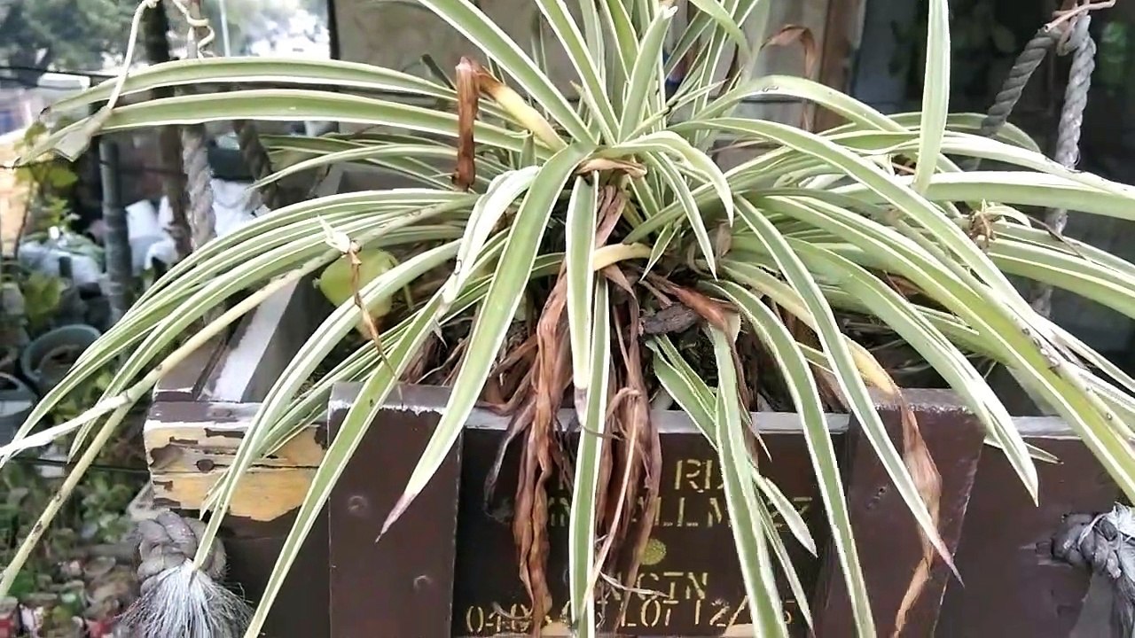How to Grow and Care Spider Plant | Spider Plant ko as a hanging plant kaisay grow krain  |