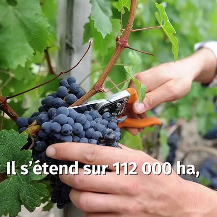 Vins de Bordeaux : une filière historique et prospère