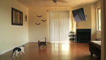 Kitties Dance with Ceiling Fan - Animal Video 2019