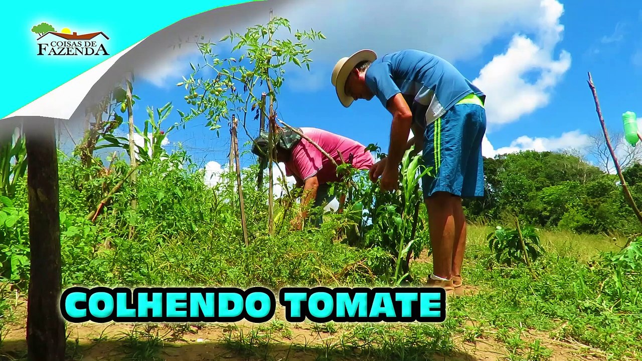 COLHENDO TOMATE