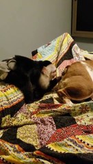 A monkey puts his finger in the anus of a dog