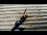 Gros plan ,d'une guêpe filmée, en Bretagne   