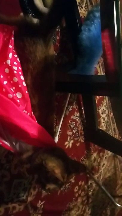 Supercat