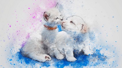 Angela At The Yavapai Humane Society