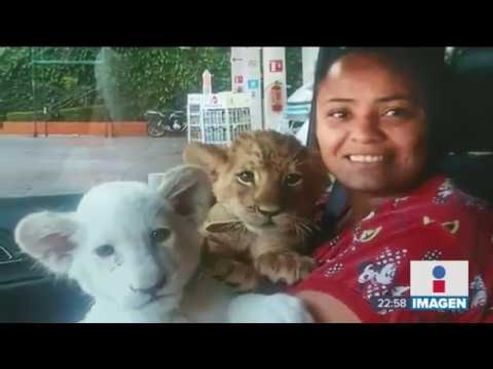 Así vivían tres leones en la Ciudad de México | Noticias con Ciro Gómez Leyva