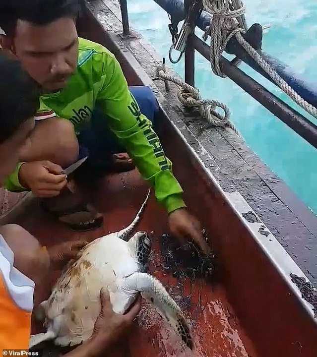 Heartwarming moment stranded turtle is rescued form fisherman's net