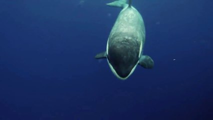 Un orque offre une aile d'oiseau à un plongeur !