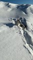 Determined Dog Trudges Through Deep Powder