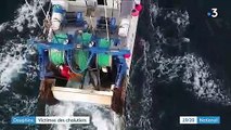 Pêche : les dauphins victimes des chalutiers