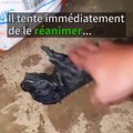 Cette maman chien courageuse sauve ses petits de la noyade