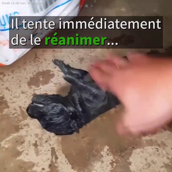 Cette maman chien courageuse sauve ses petits de la noyade