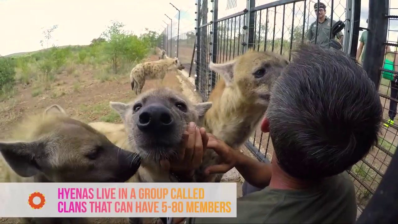 Cet homme est l'ami des hyènes et elles le lui rendent bien