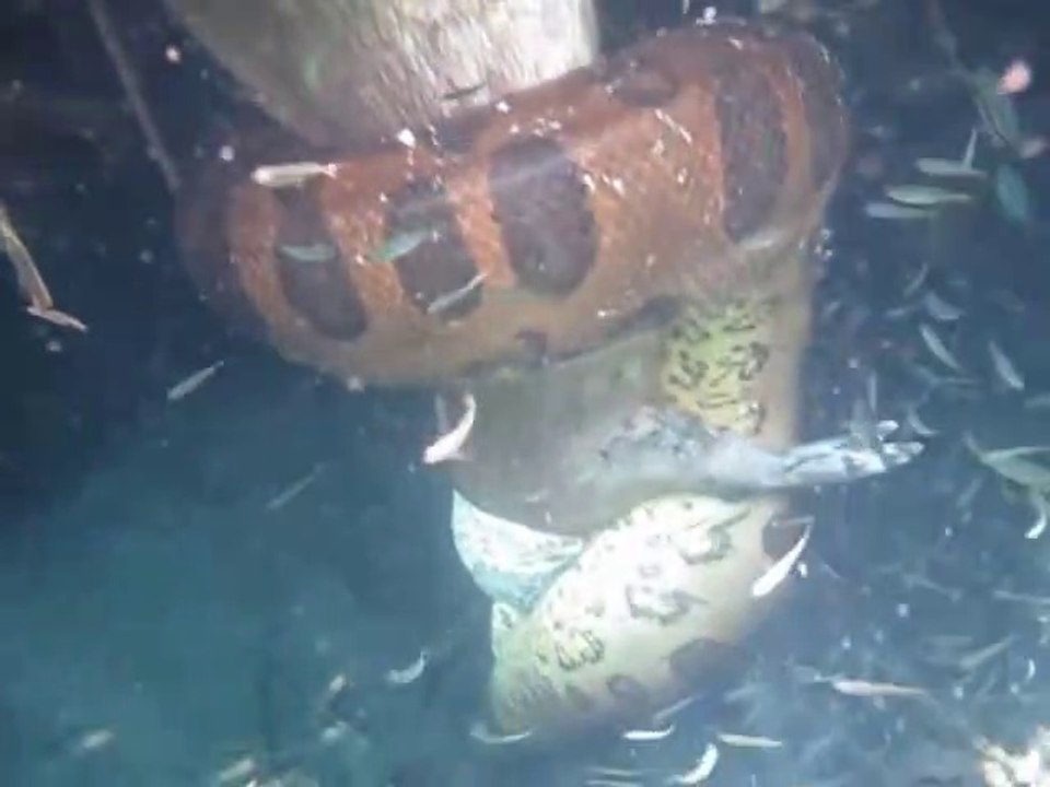 Les images de cet anaconda en pleine chasse sous l'eau sont impressionnantes
