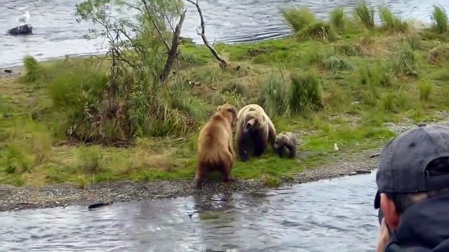 Quand un ourson imite sa mère et veut la défendre contre un autre ours