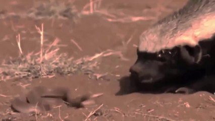 Serpente Tenta Fugir Às Garras Do Ratel, Mas