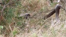 Ratel Elimina Cobras E Tenta O Mesmo Com A Píton