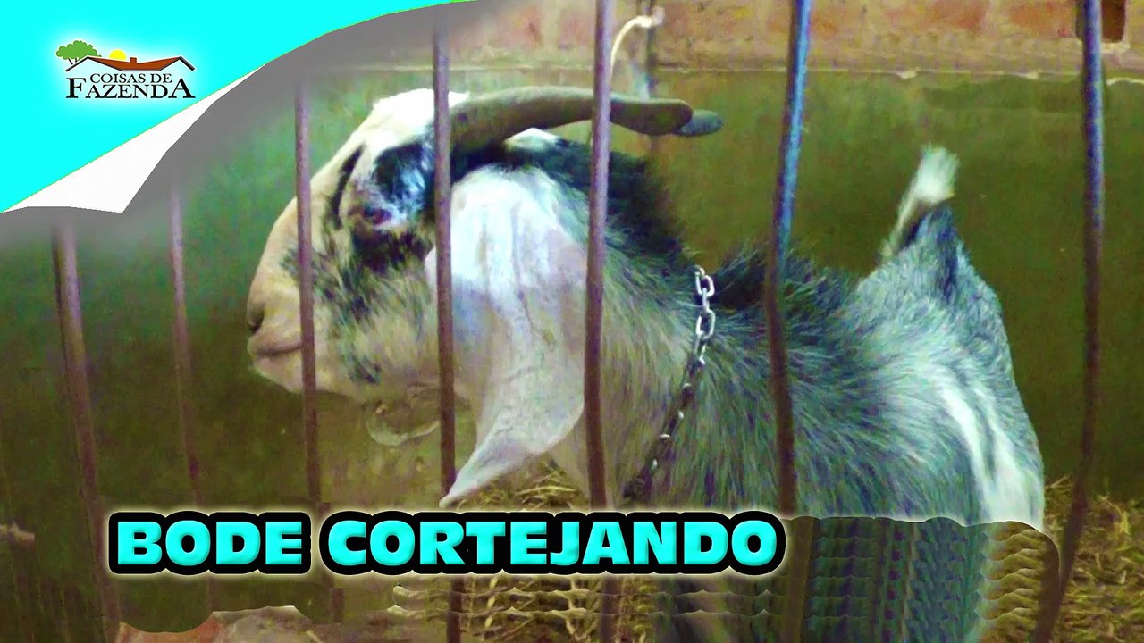 BODE CORTEJANDO