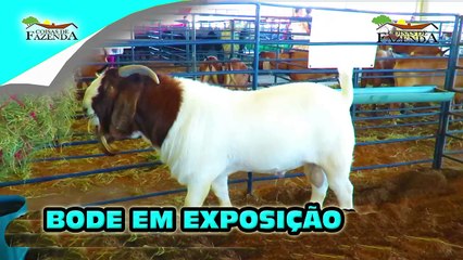 BOER EM EXPOSIÇÃO
