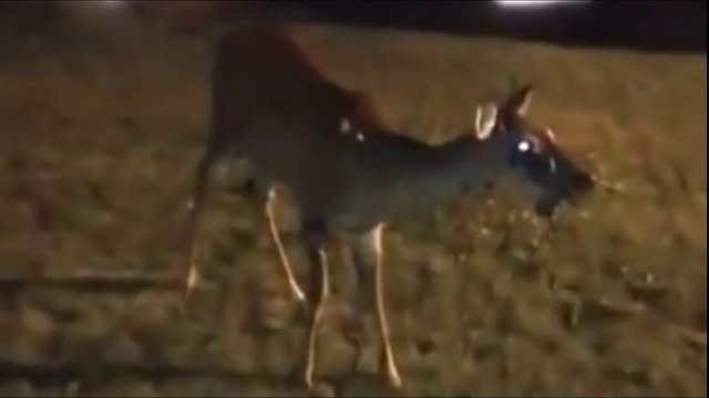 Doença do cervo zumbi pode infectar humanos, alertam especialistas