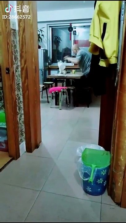 Dog & cat 20