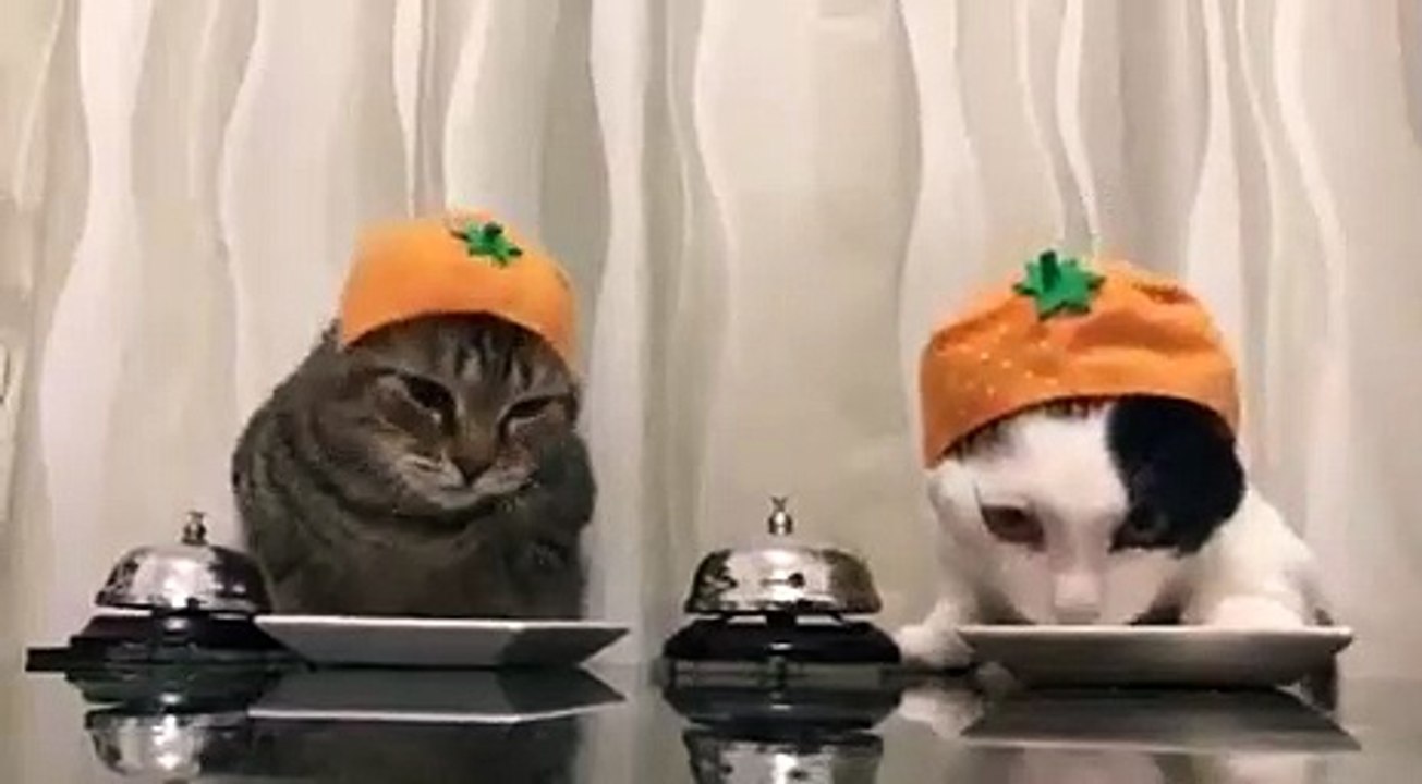 Dog & cat 21