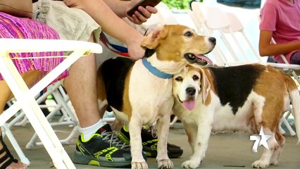 7 Estrellas 28 Febrero 2019