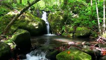 SENTIMIENTOS DE LA NATURALEZA sonidos dela naturaleza música para relajar