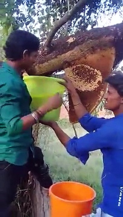 Honey bees- crazy guys taking wild honeycomb from the bees without protection. They are going to be in pain later!