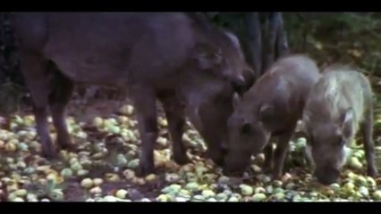 Animals Are Beautiful People Movie (1974)