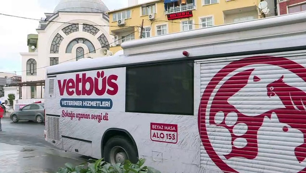 Streetwork für streuner in istanbul
