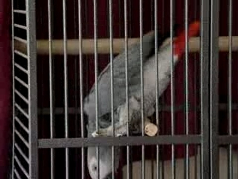 Coco danse