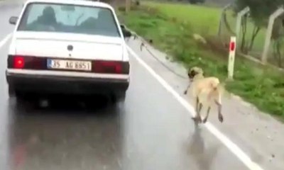 Otomobilinin koltukları kirlenmesin diye köpeği kilometrelerce koşturdu, cezası sadece 625 TL!