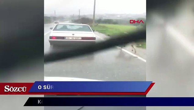 Köpeğini otomobile bağlayıp kilometrelerce koşturan sürücü hakkında işlem yapıldı